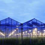 LED Lighting in a Horticulture Greenhouse