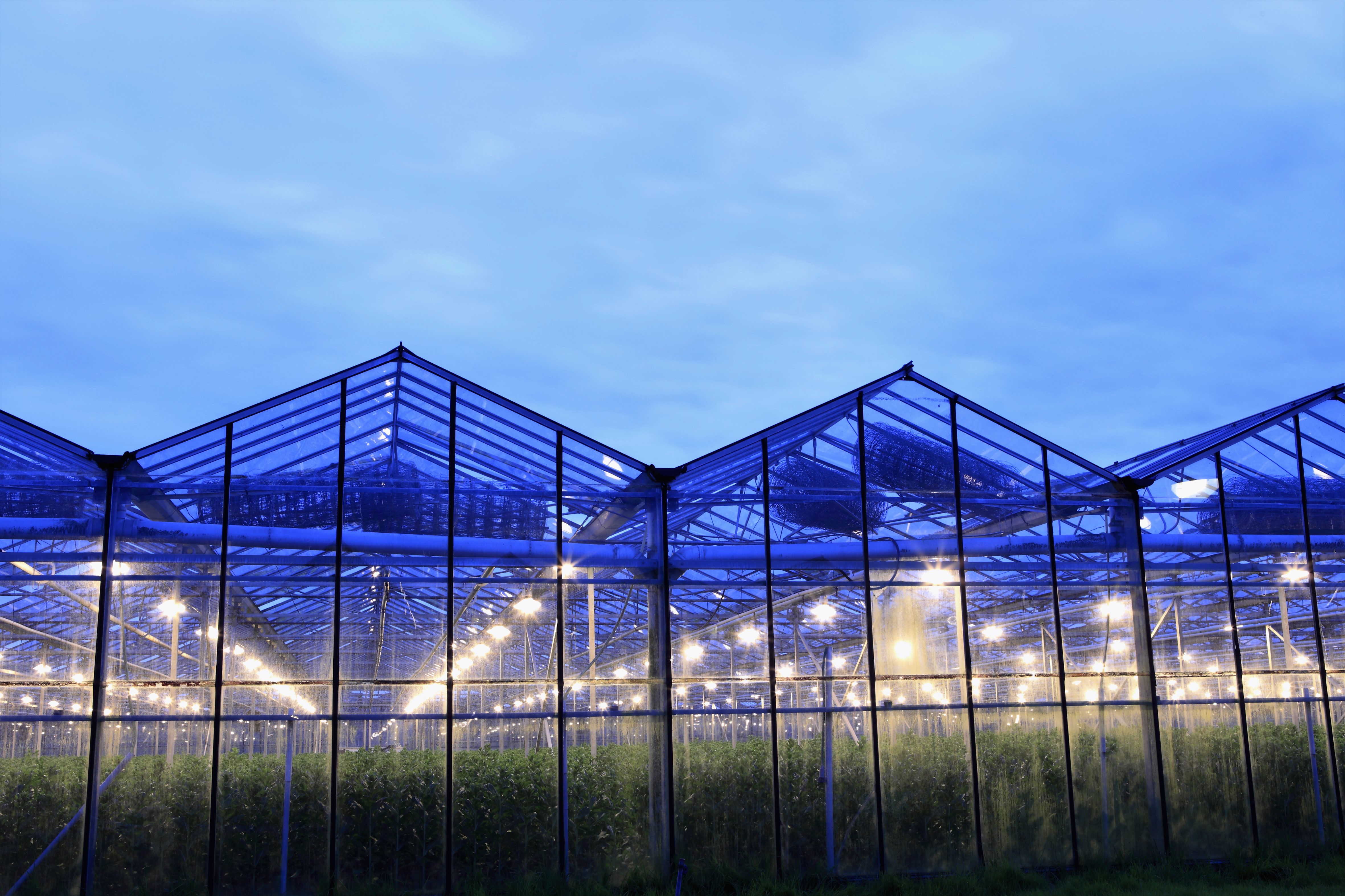 LED Lighting in a Horticulture Greenhouse